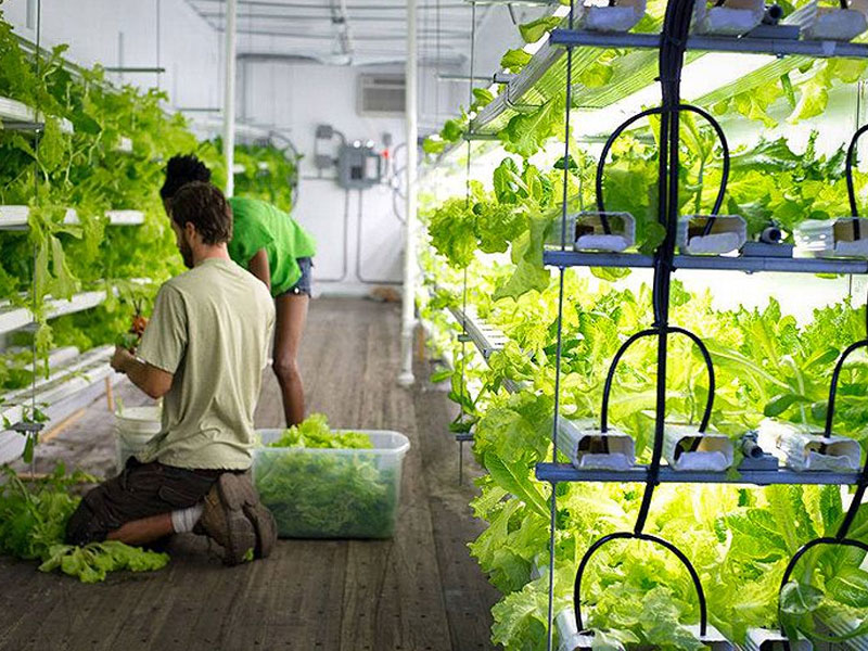 Shipping Container Farm: The Way Forward?